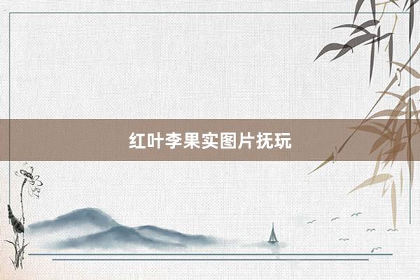 红叶李果实图片抚玩